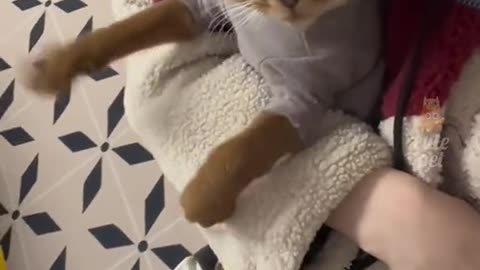 Funny cat video