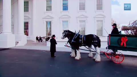 “Christmas Tree ”Arrives At White House Today