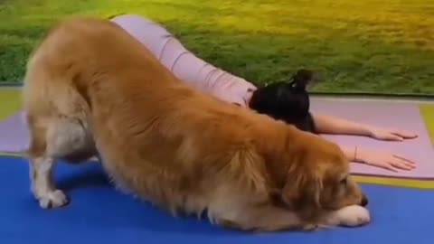 Funny animals 2023| 😂 Funnu cats and dogs videos 🐕‍🦺🦮