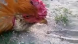 Hypnotize a Rooster