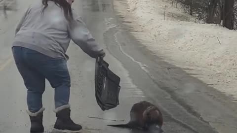 Sister Tries to Move Beaver off Road Using Car Floor Mat