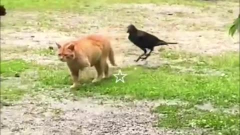 Funny animal videos