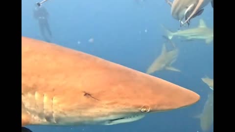 Up close with SHARKS