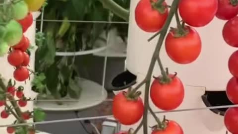 Growing veggies on aeroponic towers #verticalfarming #aeroponics