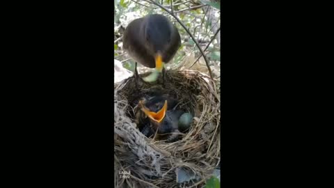 Bird feeding | Bird raising baby birds