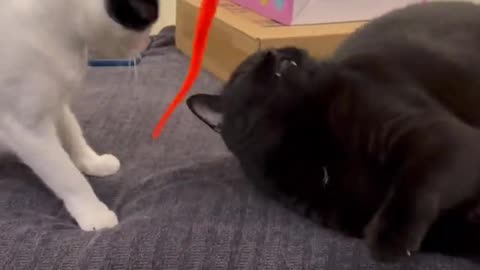 My Cat Fighting Over a Toy