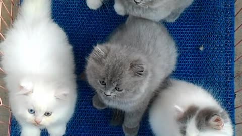 Cute kitten