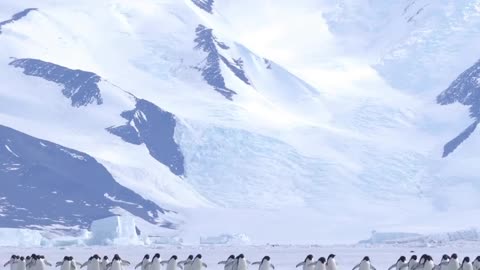 Penguin Parade Adelie penguins waddling in a line