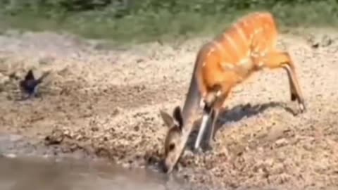 The crocodile attacked the deer drinking water, the hunter's power remained in front of the agility