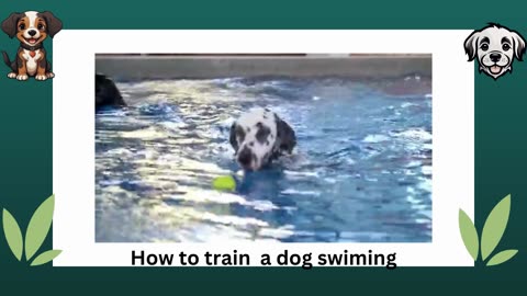 How to teach a dog to swim