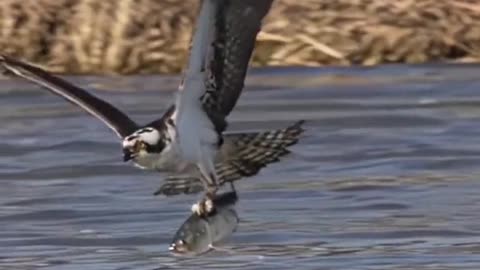 Osprey fishing moment