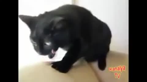 Funny Videos (Drunk Cat) and Tamba Lientos