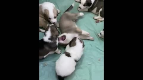 Free Dog Adoption labrador husky Gsd beagle pug SaintBernard Free dog adoption all india delivery