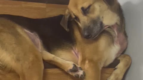 Dog Falls Asleep on Steep Stairs