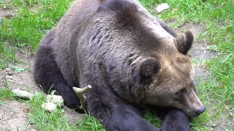 Polar Bear | Brown Bear | Black Bear | Stock Footage