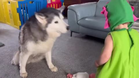 Husky KNOCKS Baby Down On Sofa But Baby Can’t Stop Laughing!😂💖.