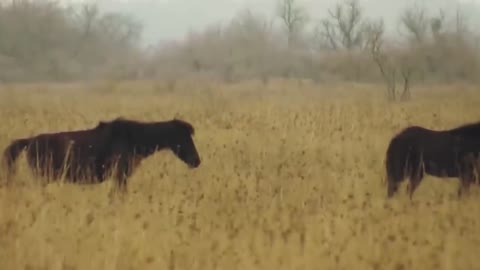 Moments After A Man Rescues This Chained Wild Horse