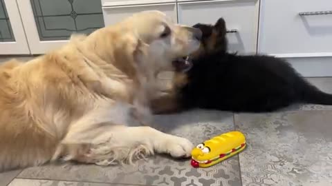 Golden Retriever Attacked by German Shepherd Puppy