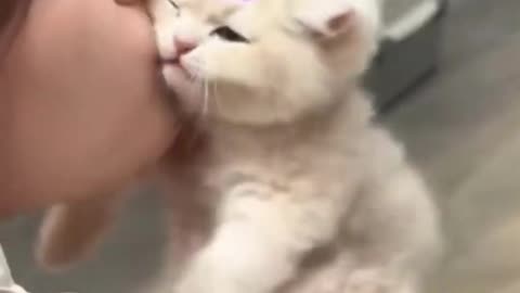 Cute Cats Videos