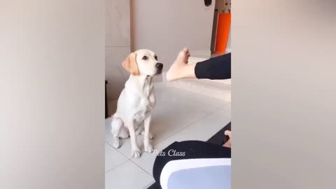 Dog funny act