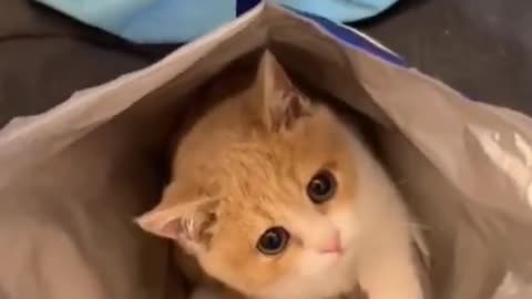 Cute little kittens best cat in the world