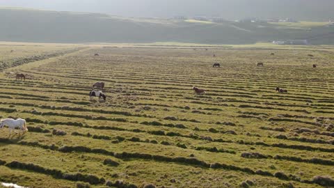 aerial view of horse