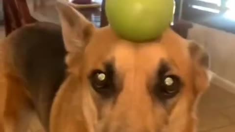 try not to laugh funny animels #shorts #animals # fun # funny # dogs #cutepets #fun