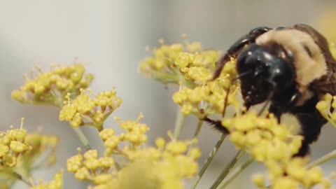Honeybee Ads Animation 9