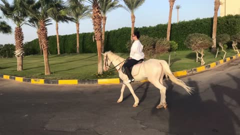 Calare pe cea mai veche rasa de cai, calul arab. Fotografii/Emotii inramate la apus de soare.