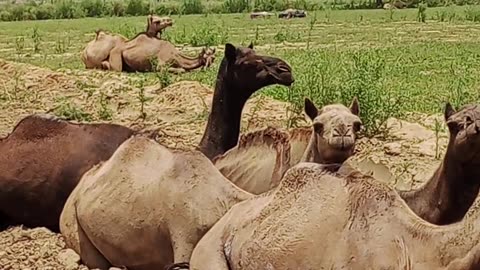 Camel 🐪 in Village ektara agra