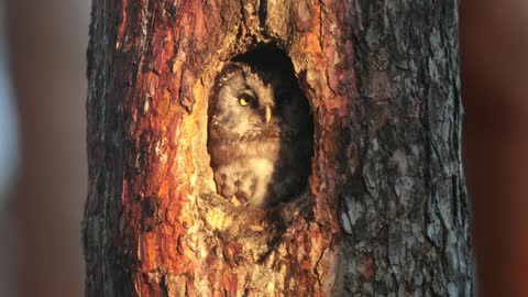 Owl at tree hole