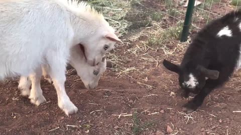 Baby Dwarf Nigerian Goats Invade Backyard.