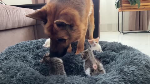 German Shepherd Shocked by Tiny Kittens occupying dog bed!