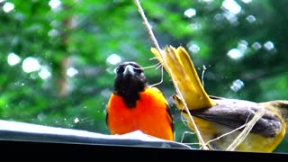 Orioles