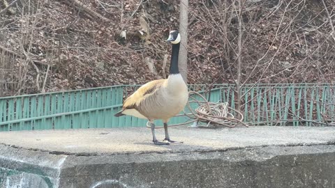 Canada Geese try setting up nest in a weird location