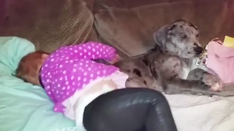 Cute Dogs and Babies are Best Friends - Funny Pet Video