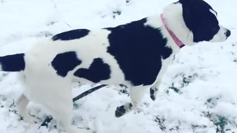 Dog plays in the snow like a little kid