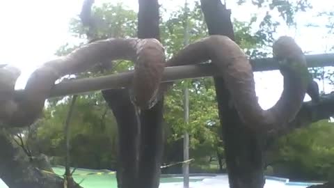 Sculpture of a brown snake near a tree in the science museum [Nature & Animals]