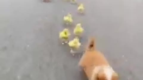 baby dog-baby duck-Funny Animal Cute Cute 🤣😘 47