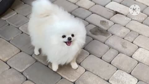 Beautiful dogy , funny dogy