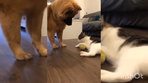 Cat vs doggy funny video