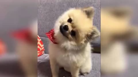cute puppy dancing