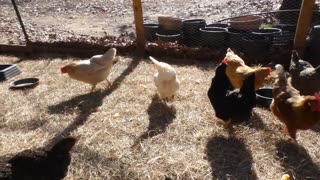 What kind of critter eats BBQ pork rinds? Me, but I offered some to my chickens.