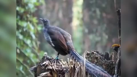 LIREBIRD, a bird that can imitate a thousand sounds