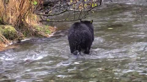 Bear Catches Salmon In The River