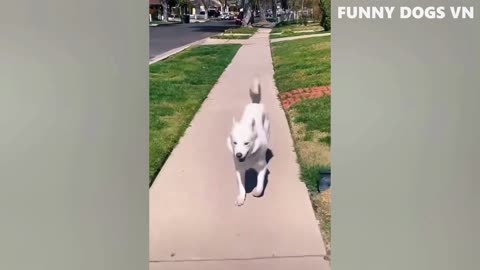 Funniest cute dog