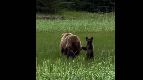 Animal Babies The Cute and Cuddly Side of Nature