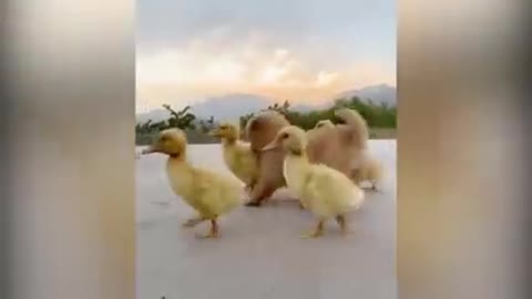 A Cute Puppy Became The Boss Of Five Ducklings--(240P)