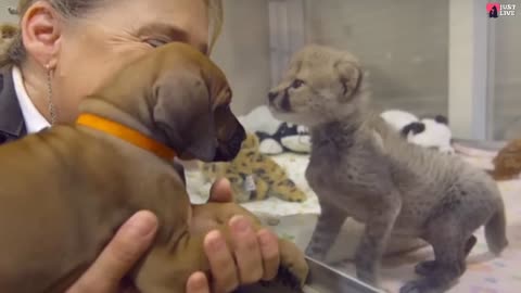 This dog and the cheetah met as children, two years later, they are still inseparable