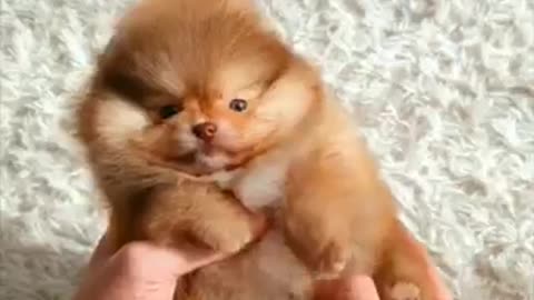 Baby Dogs - Cute and Funny Dog Videos Compilation